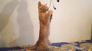 I play with my cat ????