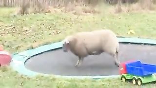 Sheep discovers how to use a trampoline