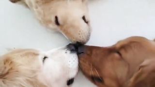 sleepy time
