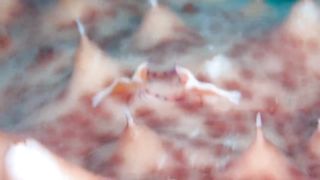 two shrimps have an epic battle on the back of a sea cucumber