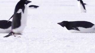 Antarctic rush hour
