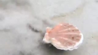 if you ever wondered how scallops  swim, this is how.