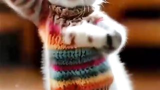 A cat tries to dance and fails in its own humorous style!