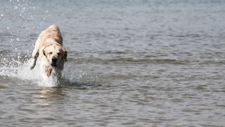 Chien❤️????❤️❤️