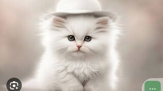 Funny cat funniest videos