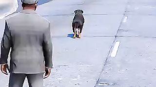 ???? dog teach us