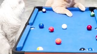 BILLARD CATS ?