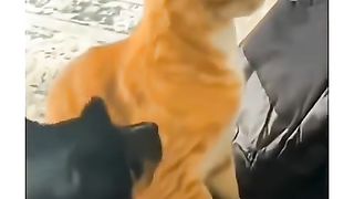 Funny dogs and cats video of the week