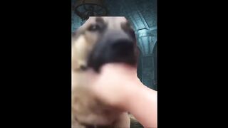 funny shiposts V1