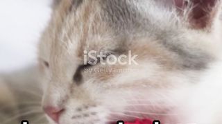 Furry Feline Facts
