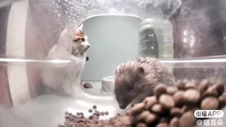 Mr. Hedgehog ???? & Miss Friendly????