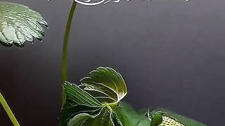 القران_الكريم