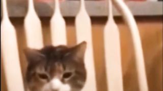 Animls