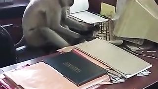 An unusual office employee in India