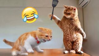 Healing animal videos