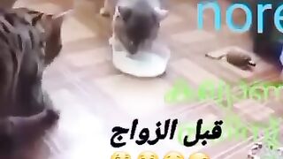 مقطع مظحك