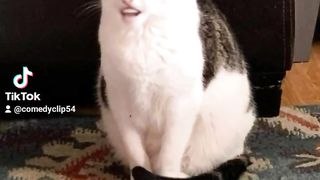 Cat singing