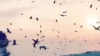 FB_VID_3843878532949944478_1151.