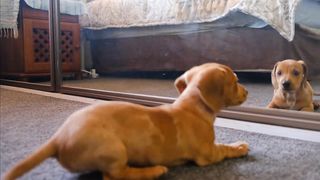 funny moments with animals