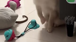 Cute kitty funny video's
