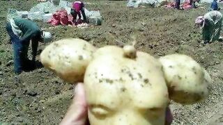 فلاحة