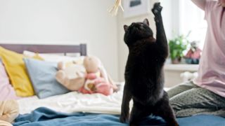 animal's world