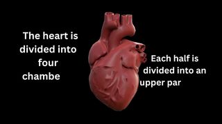 Parts of the heart