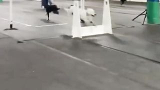 The faster player in the history