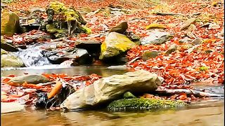 Leaves around Stream in Forest During The autumn