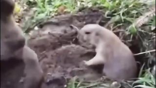 Naughty doggo interrupting important work