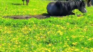 When horse wants to be happy ????