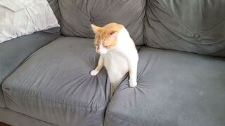 Funny Cat Videos of 2024 ???? Try not to laugh
