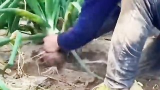 فلاحة