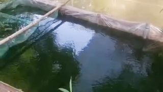 Pertama kali budidaya lele saya memilih kolam sederhana❗Ini alasannya❓