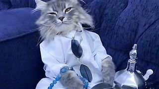 Polite cat