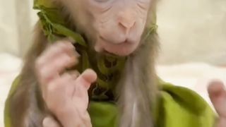 Monkey funny videO amezing monkey beby