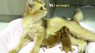 The mother cat was surprised!The hen takes care of the kitten and cuddles her to sleep!So funny cute.