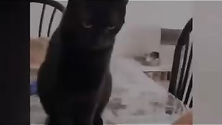 Funny cats and dogs  and animals ????????