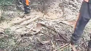 árbol ???? gigante