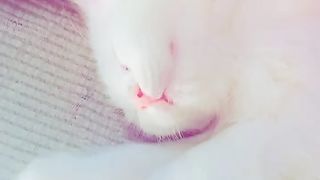 Poshpa is sleeping