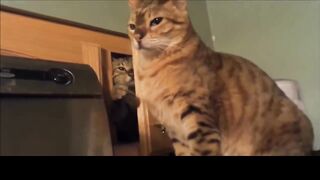 Funny Cats Compilation 2024