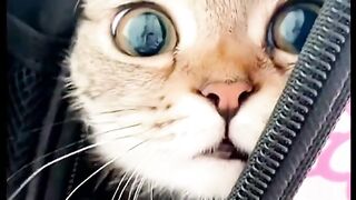 Vidéo animals ❤