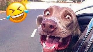 Things We Feel Bad LAUGHING AT! ???????? | Funny Videos