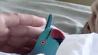 The cat likes to be petted
