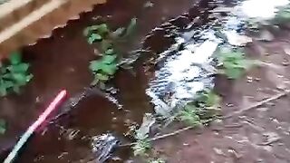 Cara nguras kolam larva lele umur 8 hari, jika kalian punya cara lebih aman, silahkan tulis di komentar