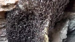 افضل انواع العسل هو العسل الطبيعي الحر