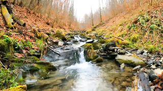 A Picturesque Scenery of a Stream in the Forest During Autumn