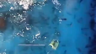 Pakan full casut memang cepat besar, tapi larva lele kurang gesit, disini perlunya pakan pasta, agar larva lele gesit