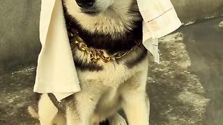 funny viral videos