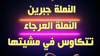 النملة جبرين.النملة العرجاء.التي تتكاوس في مشيتها